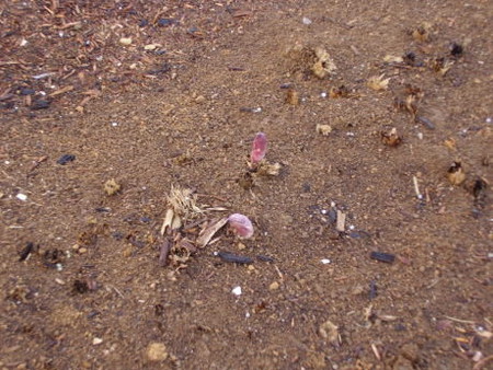 20070504-02.jpg