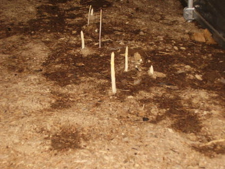 20070504-04.jpg
