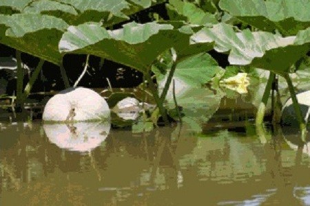 image55-5.jpg